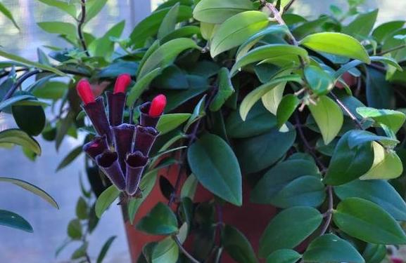 此花颜值不输荷花,此花艳丽富贵