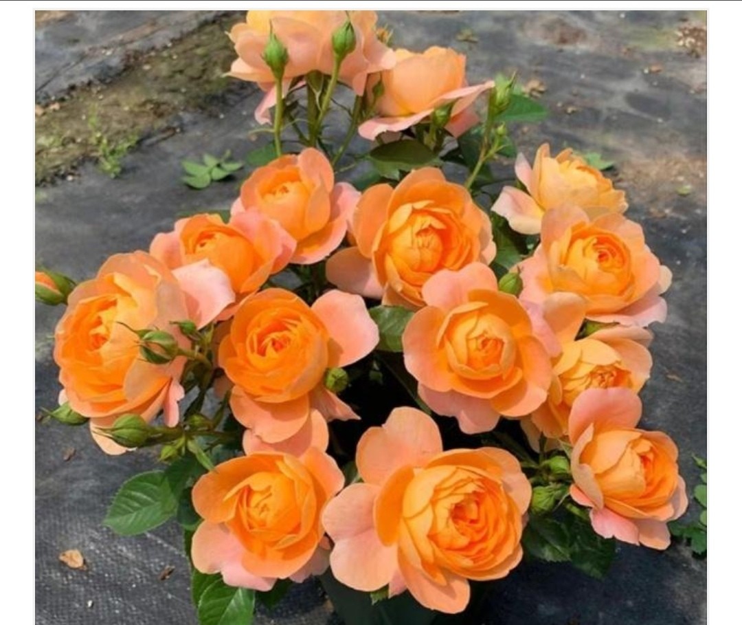 果汁阳台哪里好,果汁阳台受欢迎