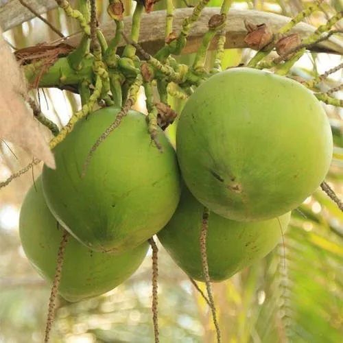 冻颜密码燕窝,冻颜密码椰汁燕窝官网