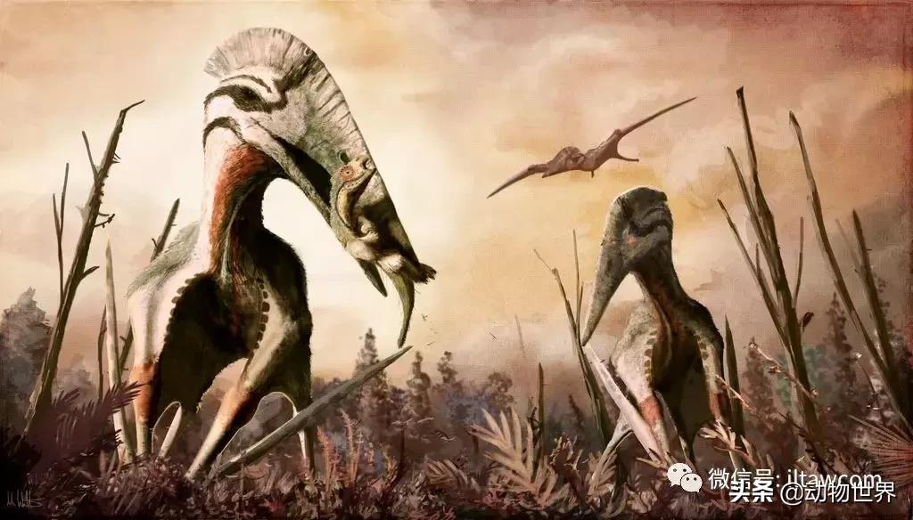 哈特斯哥翼龙比风神翼龙大吗,哈特兹哥翼龙复原图