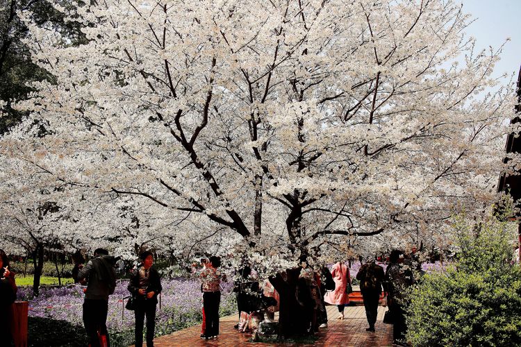 鑻遍泟褰掓潵妯辫姳鏈夌害,妯辫姳鐩涘紑鑻遍泟褰掓潵瀹屾暣瑙嗛