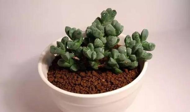 水养花为什么花根容易烂,花根浇水过多腐烂怎么治疗