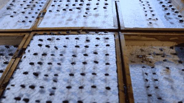 央视重口法医纪录片，网友直呼看不过瘾