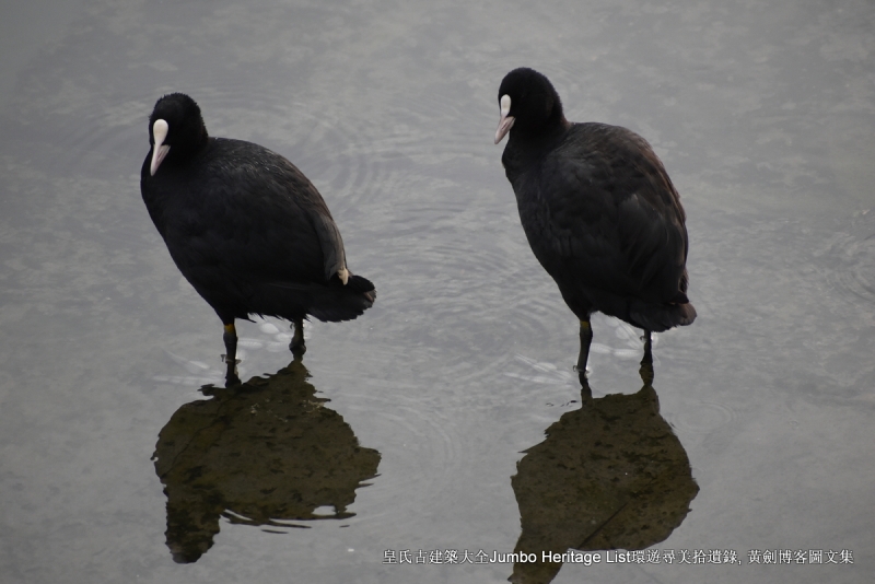 第987回:碧云引风浮吹不断,过三重四日品抹茶