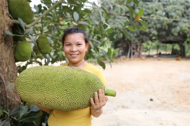 果肉饱满香甜浓郁白沙荣邦吴其貌线上销售菠萝蜜助农增收销路畅