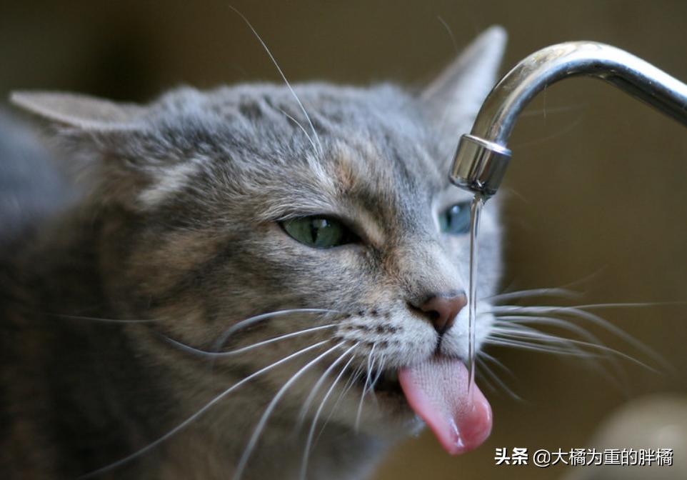 猫咪冬天要吃热的食物吗,如何解决猫咪冬季喝水问题