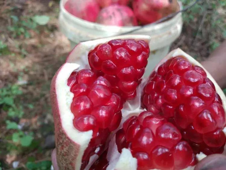 云南建水酸石榴皮薄多汁,建水县老树酸甜石榴