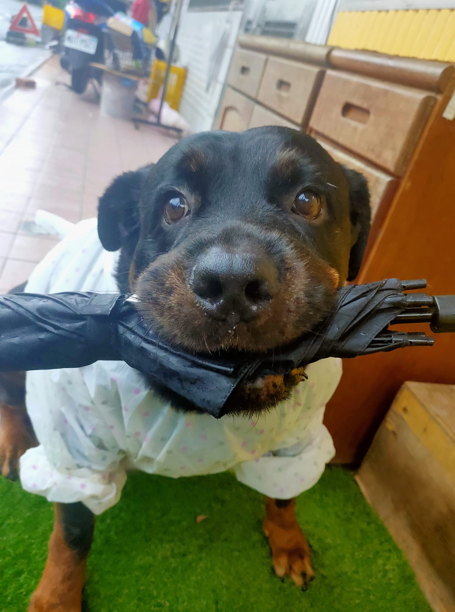 罗威纳成为奶奶的拐杖,120斤罗威纳犬视频