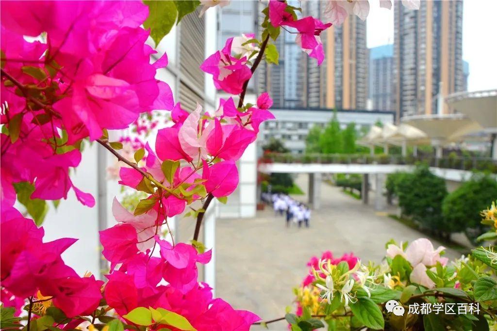 成都四七九初中有哪些,成都四七九中分别是哪些学校