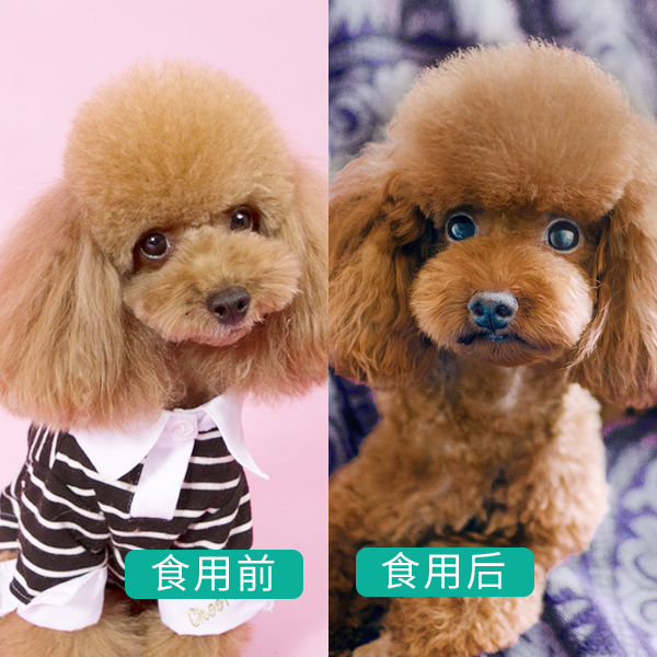 泰迪犬改善泪痕,泰迪褪色吃什么营养膏