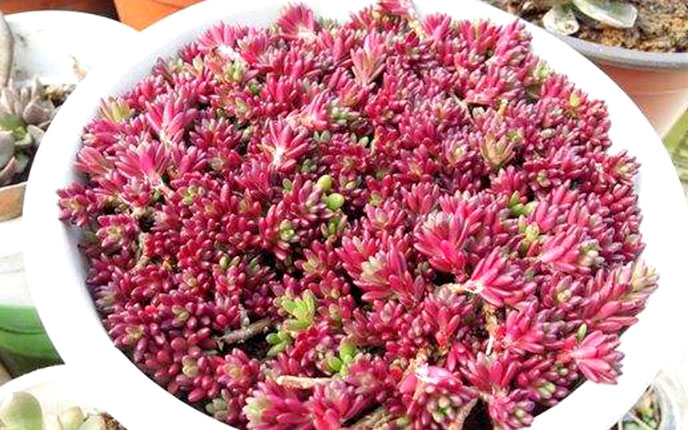 紫米粒多肉开花,紫米粒多肉怎么移盘