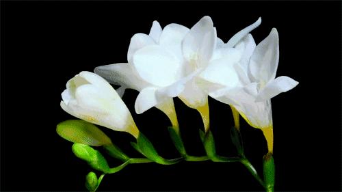 你是几月出生就注定你是什么性格,每月用什么花来代表人的性格