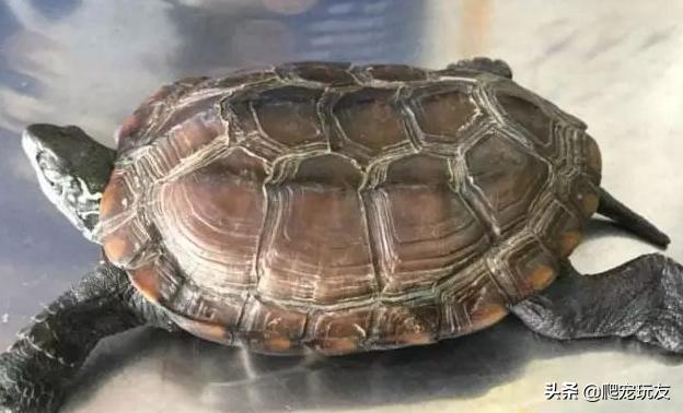 黄额龟补钙,龟怎么补充营养