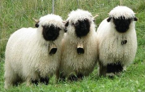 什么羊最萌,世界最萌的羊