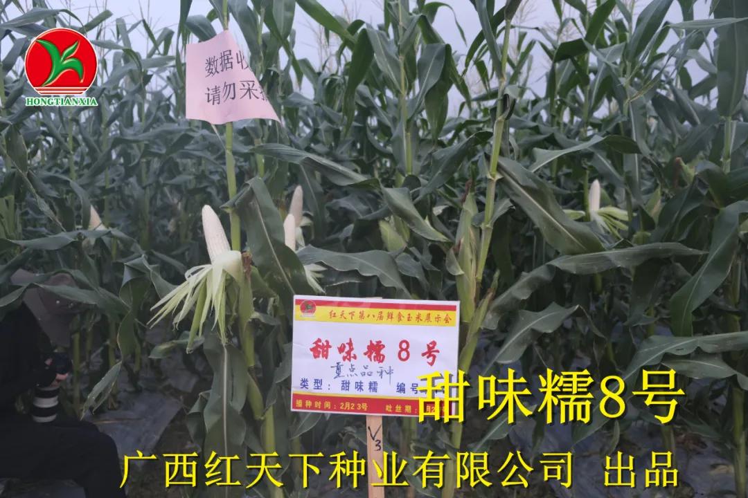 超香甜糯玉米图片,很好吃很糯的玉米