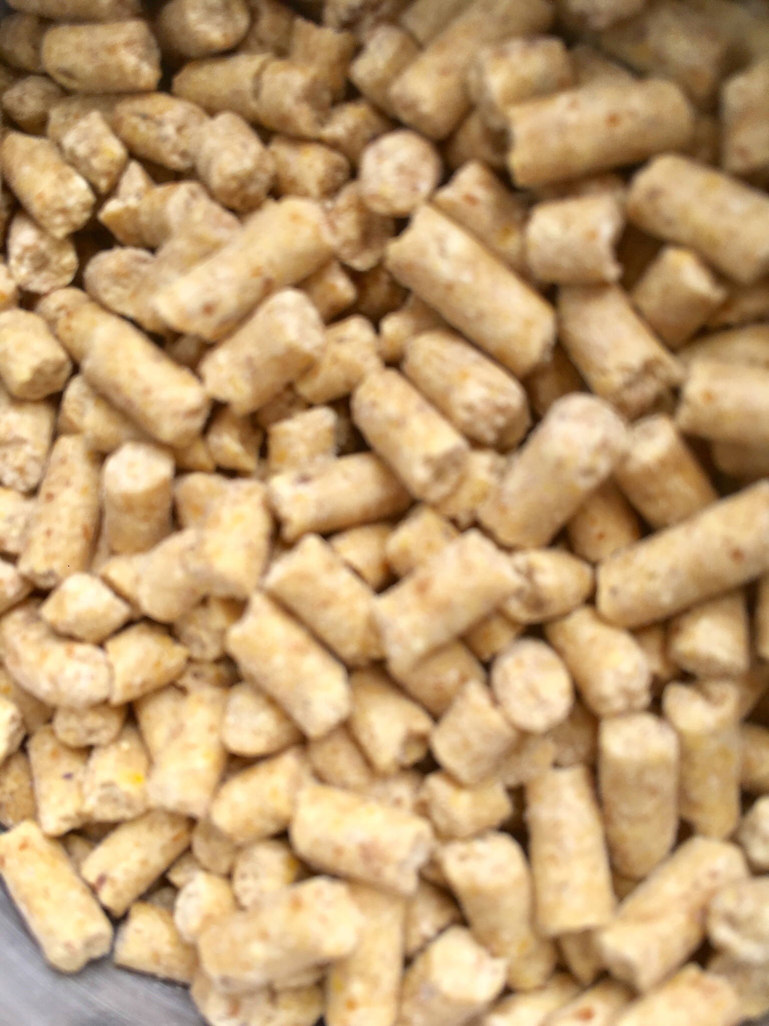 赛鸽回来第一口水喝什么,赛鸽归巢第一口饲料