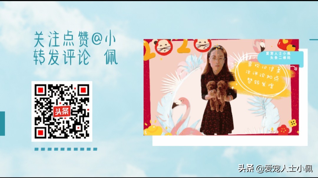 狗狗缺钙的表现怎么治疗,怎么看狗狗缺钙不缺钙