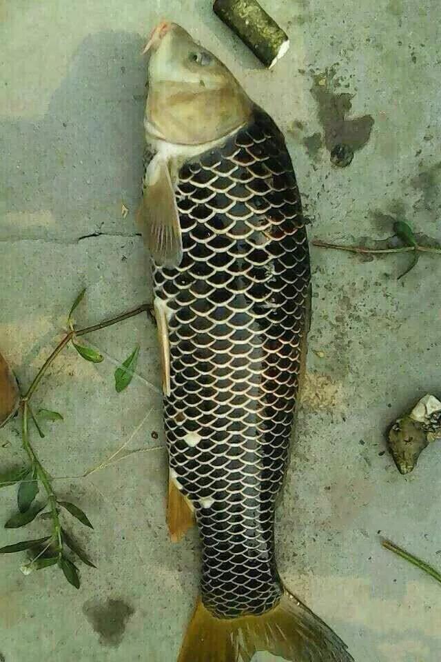 鱼种类大全图淡水鲤鱼,认识淡水鱼