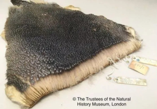 30个关于动物的冷知识,关于动物的冷知识50字