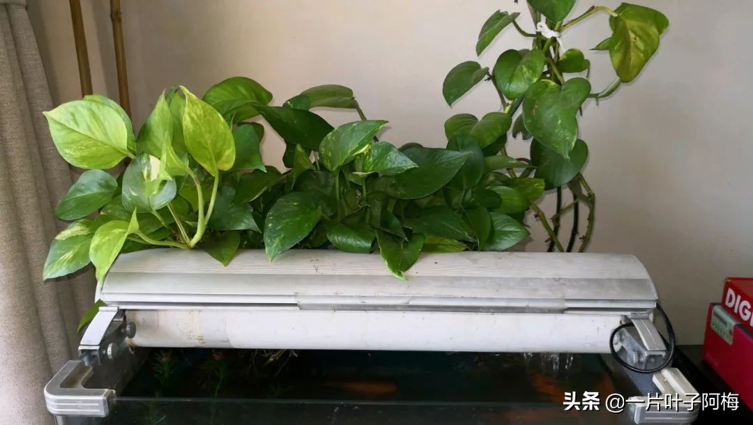 鱼缸不一定只能养鱼，养不活的花丢鱼缸里，沾水立马就疯长