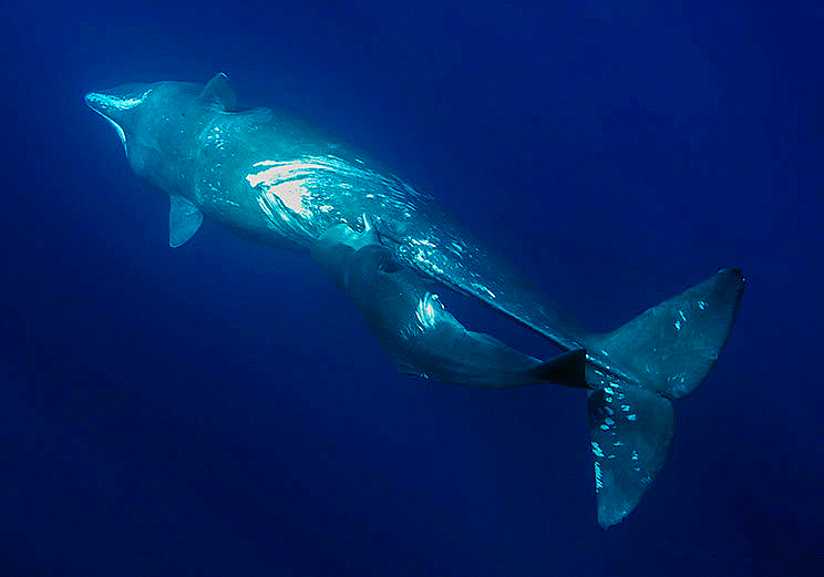 在水里鲸鱼是如何给鲸宝宝哺乳的,鲸是怎么哺乳的