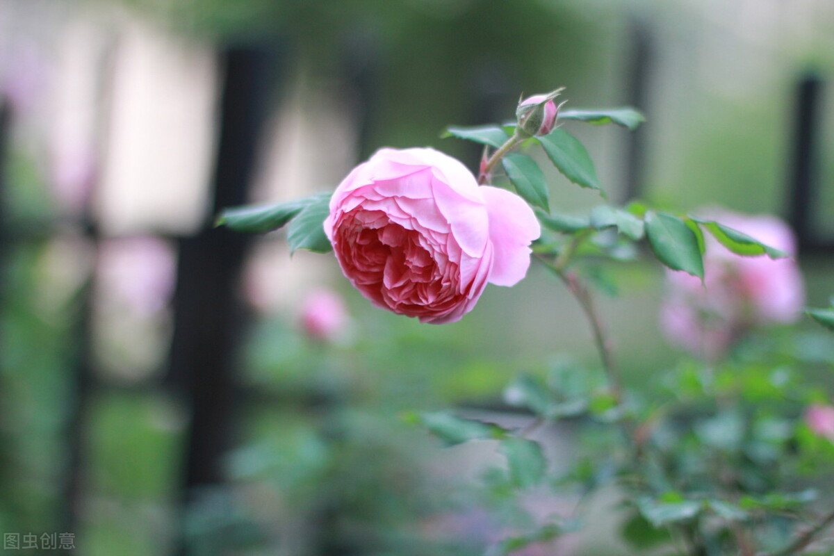 伊芙伯爵藤本月季的优缺点,艾拉绒球藤本月季优缺点