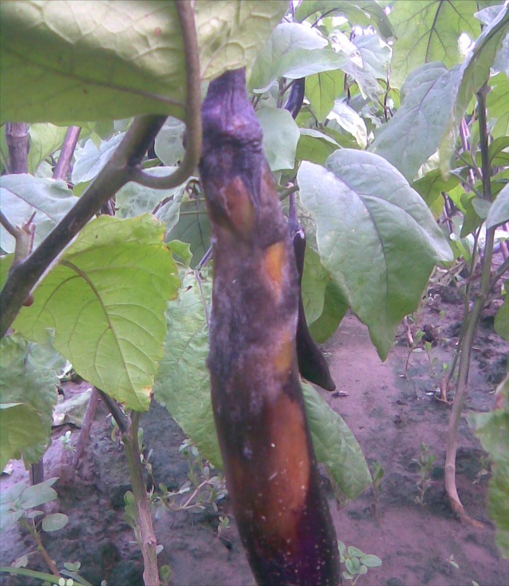 茄子病害绵疫病,茄子绵疫病