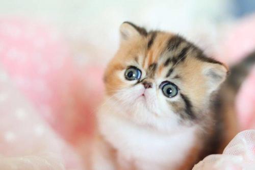 smalldog和littledog区别,小狗是littledog还是smalldog