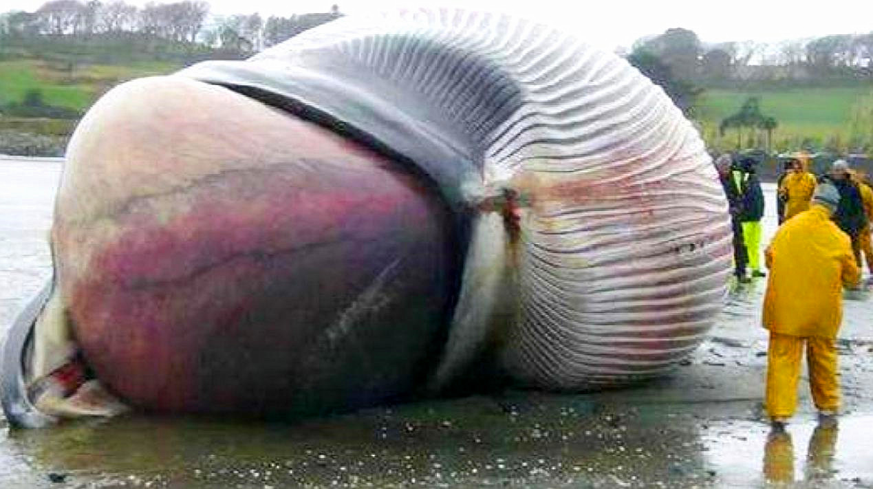 在沙漠中遇到死去的骆驼,在沙漠中碰到死后的骆驼