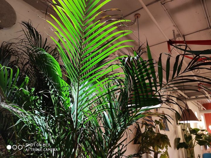 小米9和opporeno十倍变焦哪个好,小米9测评值得买吗