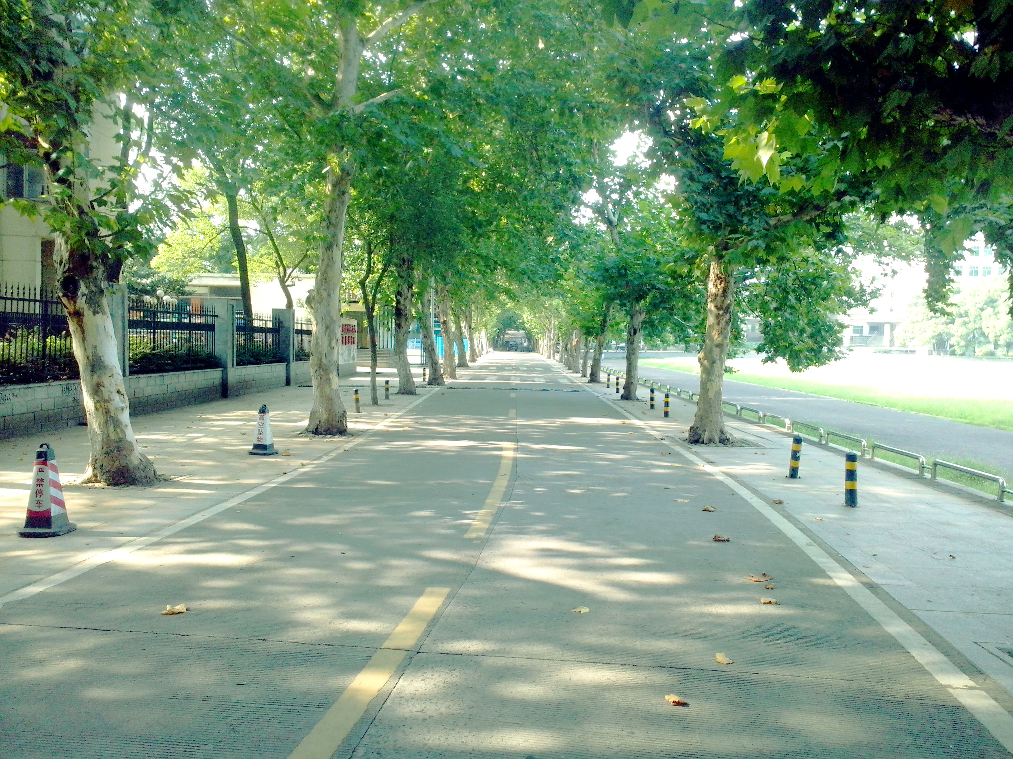 香樟往事电子版,香樟往事