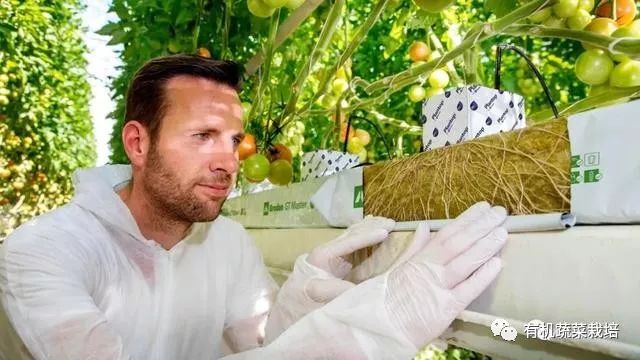 无土栽培技术科普知识大全,无土栽培的优点大家可以了解一下