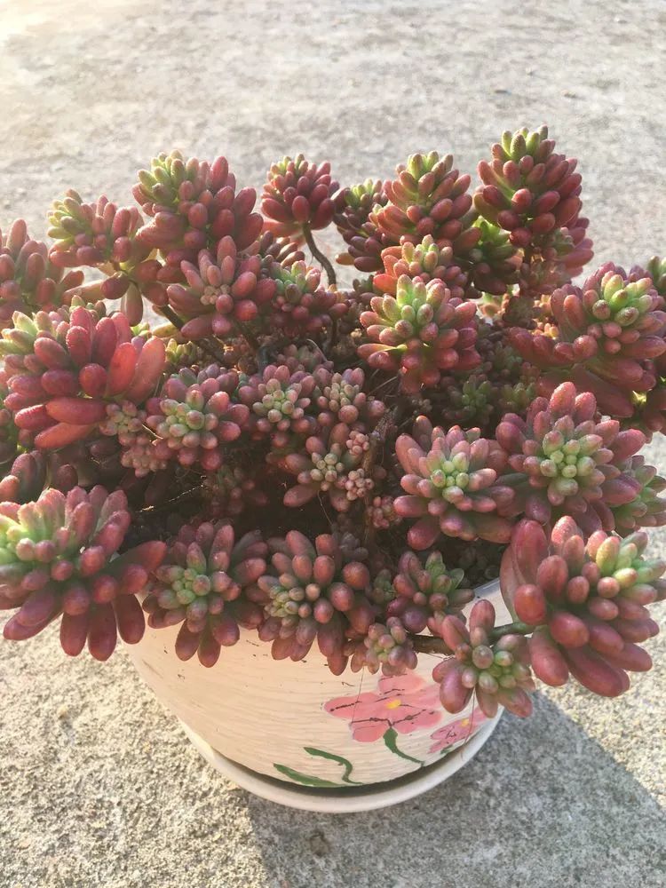 五颜六色的透明多肉,颜色超好看的多肉