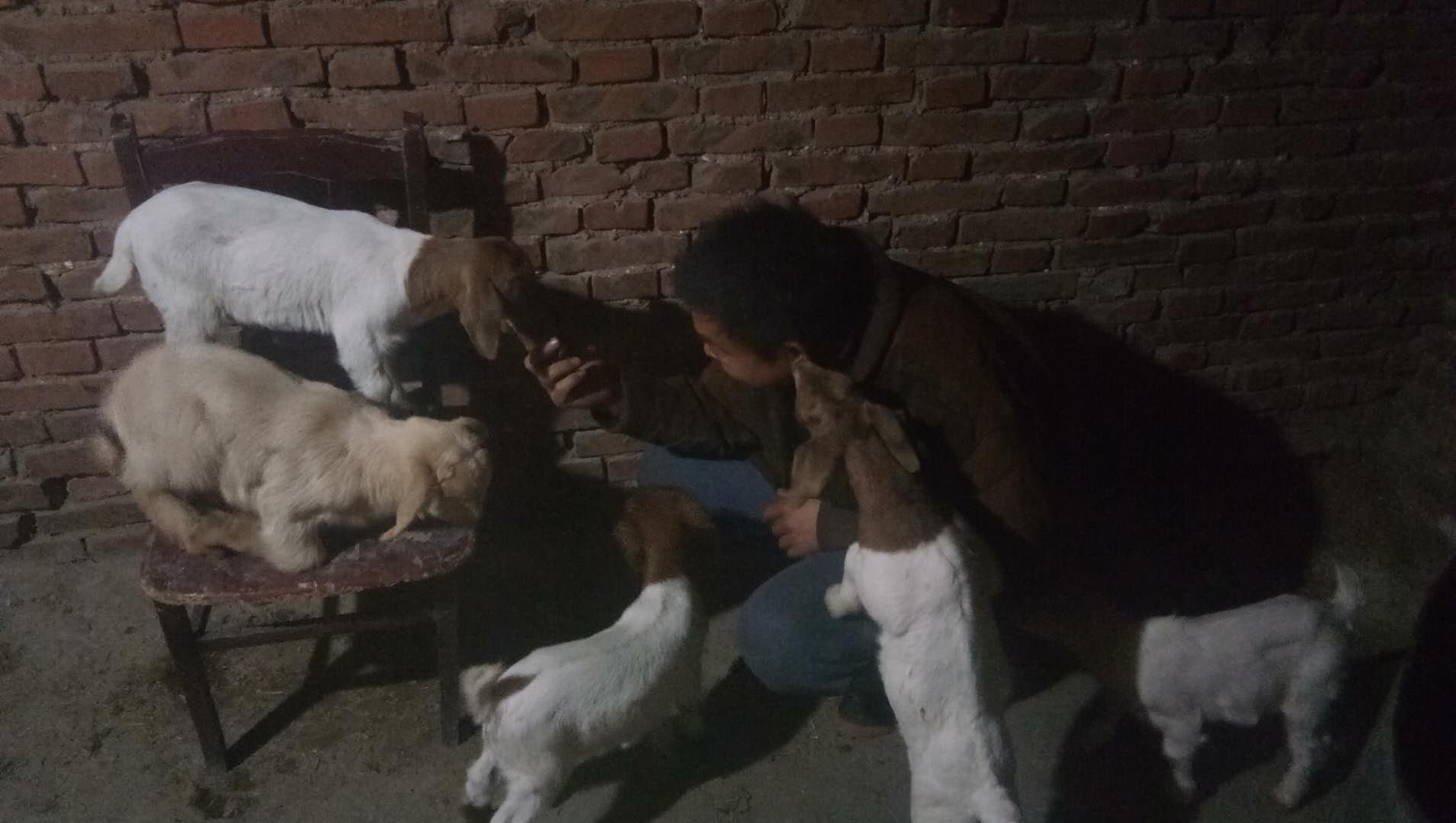 羊胀气最好的偏方,羊胀气吃什么养羊最好