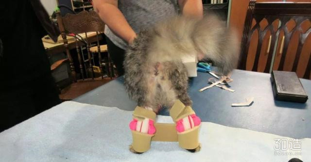 天生残疾的小猫咪,残疾小猫咪视频