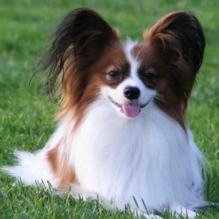 世界上一百种狗的图片,世界十种名贵狗