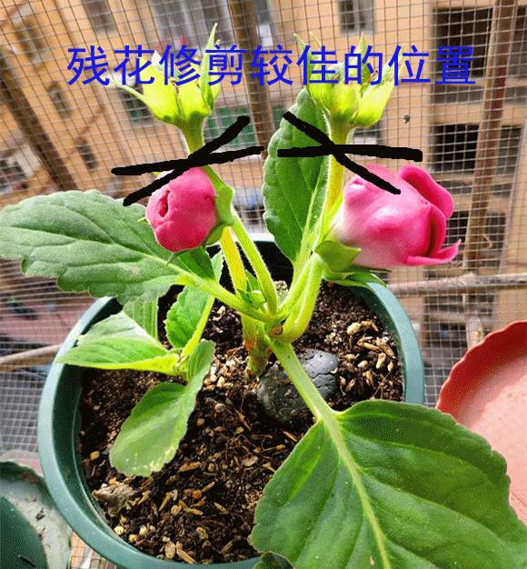 大岩桐开完花多久成熟种子,大岩桐开完花怎样养才能二次开花