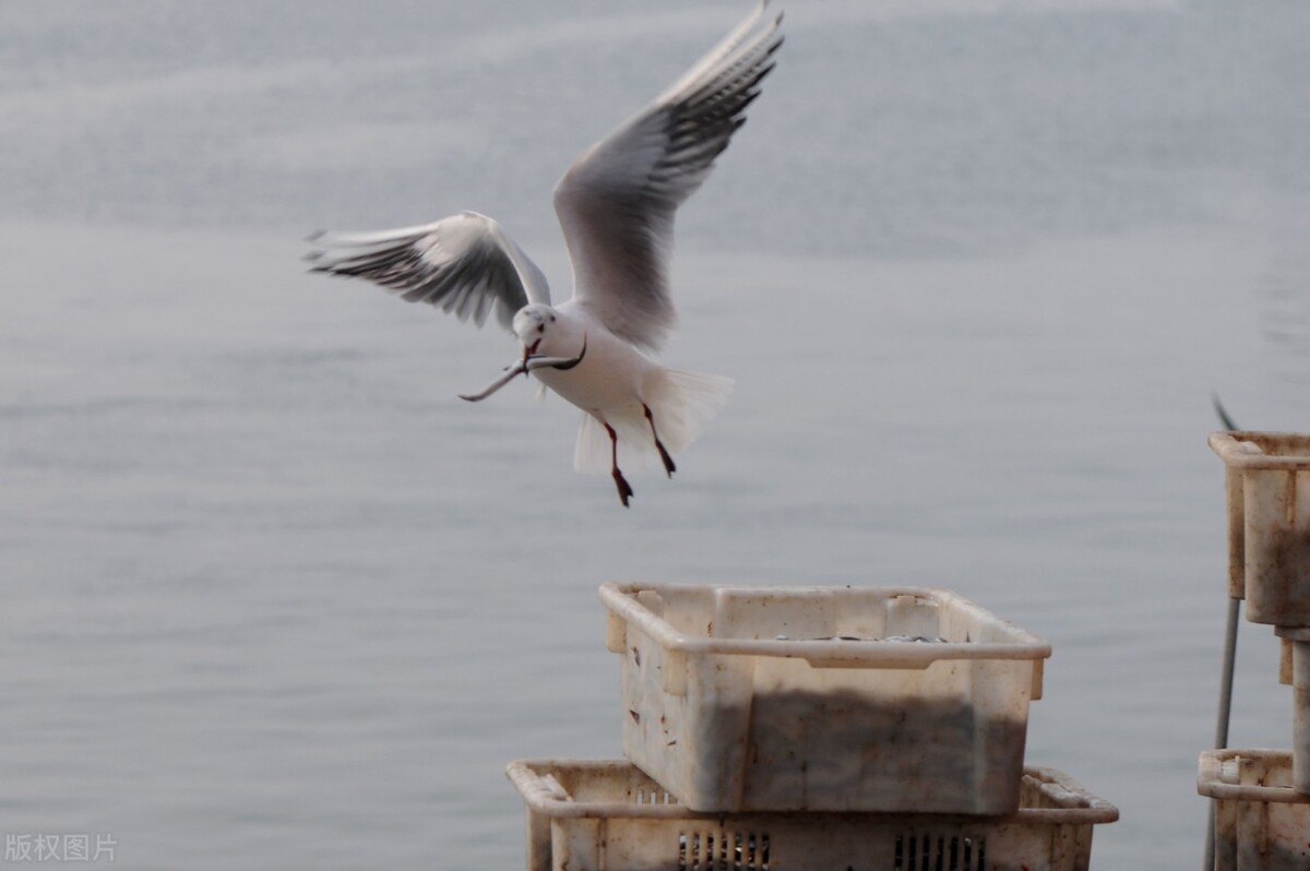 北京故宫紫禁城国家宝藏最新图片,北京故宫一墙之隔的大院