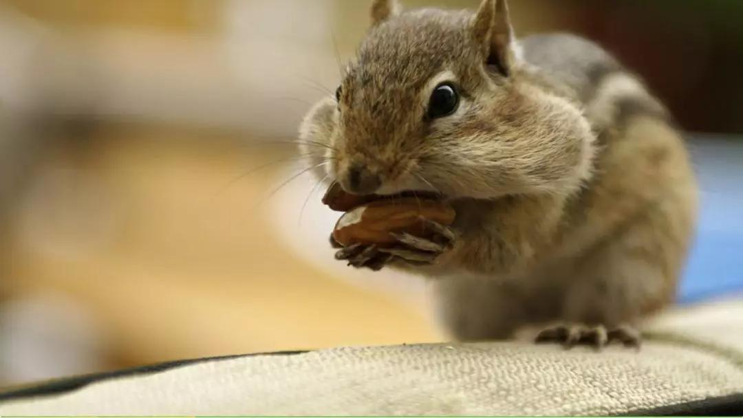 五年级语文第17课松鼠讲解,五年级上册第17课松鼠教材详解