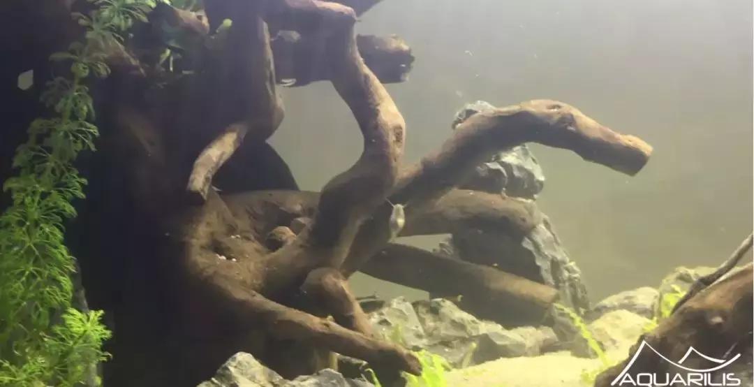 草缸造景教程：这个缸居然能装下一头“犀牛”？