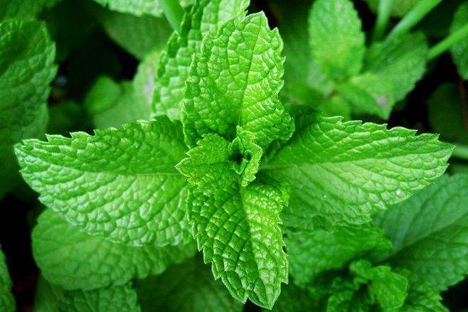 叶片皱巴巴,叶片皱皱巴巴没光泽