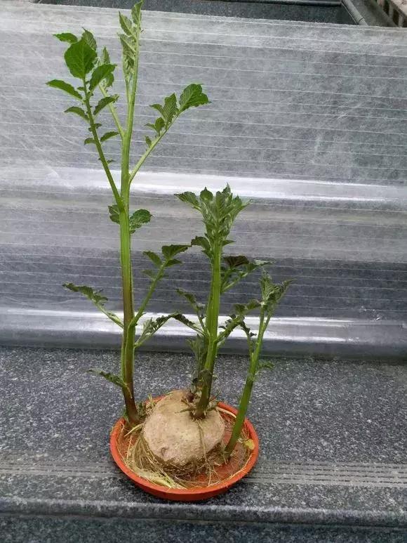 这6种菜根不要丢,哪4种菜根不能丢在家盆栽