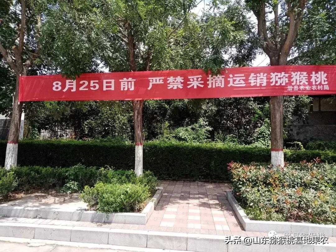 眉县猕猴桃早采政策,眉县关于早采猕猴桃的公告