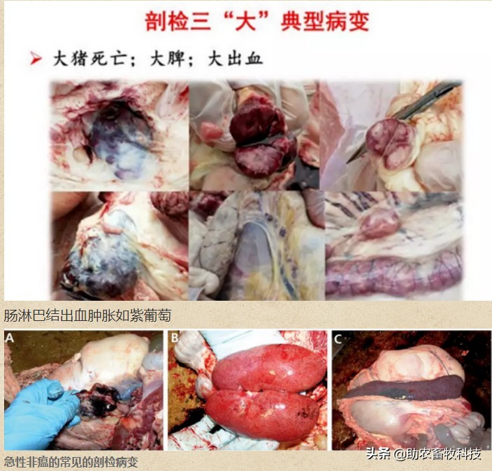 原创运用中草药防治非洲猪瘟有效吗？组方和有效防治措施分享