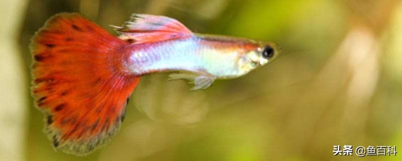 孔雀鱼放生在哪里才能让孔雀鱼活,孔雀鱼太多了怎么处理