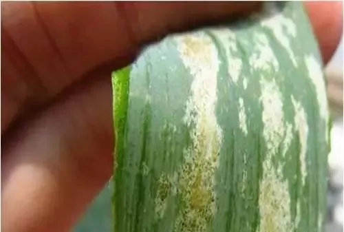 大葱种植技术和病虫害防治技术,雨季大葱病虫害怎么防治