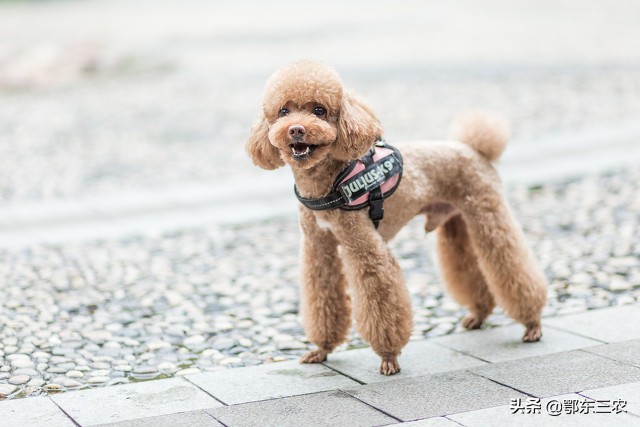 90后小伙回村养狗年入百万,养狗行业适合创业吗