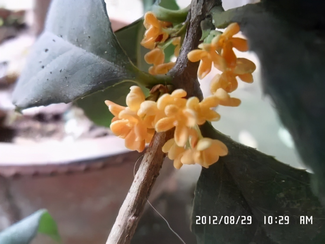 桂花发了好多新芽,桂花品种对比一览表