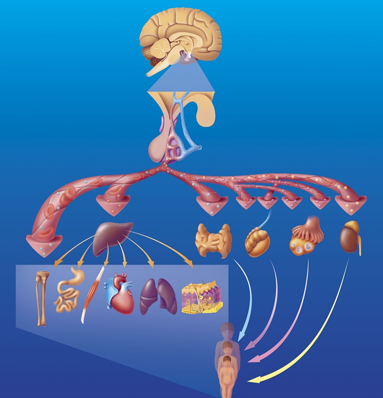 健身类固醇和生长激素副作用,合成类固醇的副作用和危害