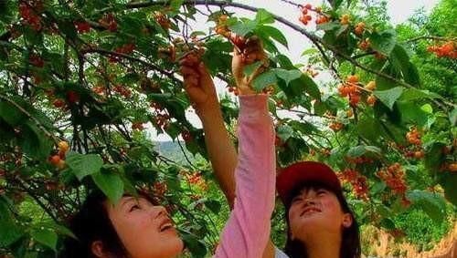 近几年农村种什么养什么赚钱,未来几年种植什么最有前景赚钱